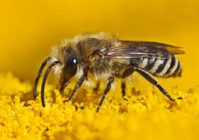 Jak pszczoły pozytywnie wpływają na naszą planetę
